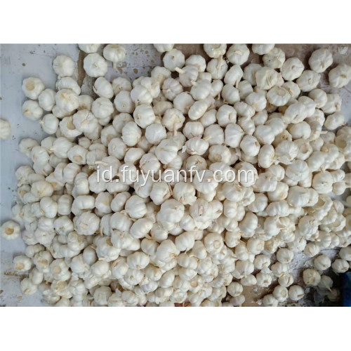 Top kualitas 5.0cm bawang putih putih murni